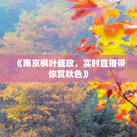 《南京枫叶盛放，实时直播带你赏秋色》