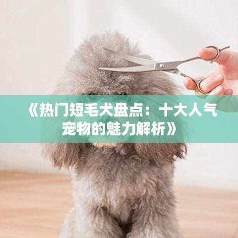 《热门短毛犬盘点：十大人气宠物的魅力解析》