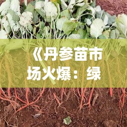 《丹参苗市场火爆：绿色药材的崛起之路》
