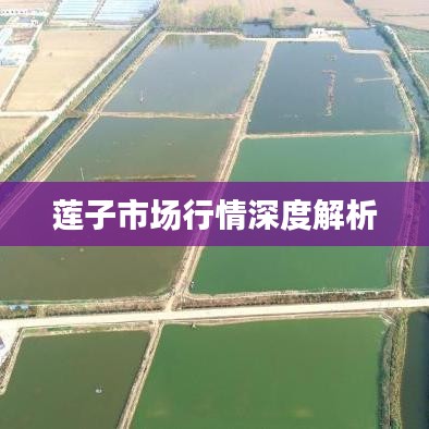莲子市场行情深度解析