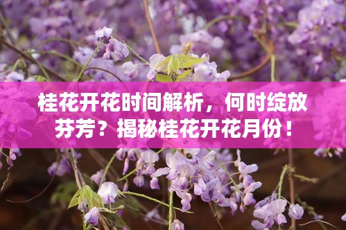 桂花开花时间解析，何时绽放芬芳？揭秘桂花开花月份！
