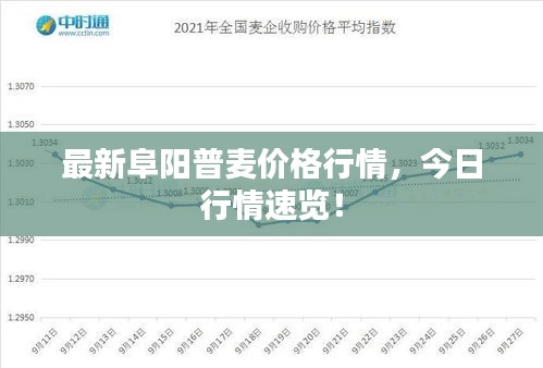 最新阜阳普麦价格行情，今日行情速览！