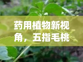 药用植物新视角，五指毛桃树叶的研究与探索