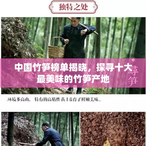 中国竹笋榜单揭晓，探寻十大最美味的竹笋产地