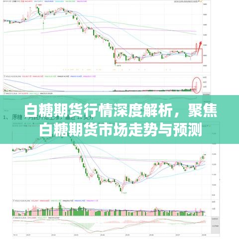 白糖期货行情深度解析，聚焦白糖期货市场走势与预测