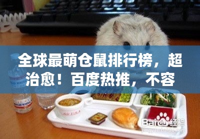 全球最萌仓鼠排行榜，超治愈！百度热推，不容错过！