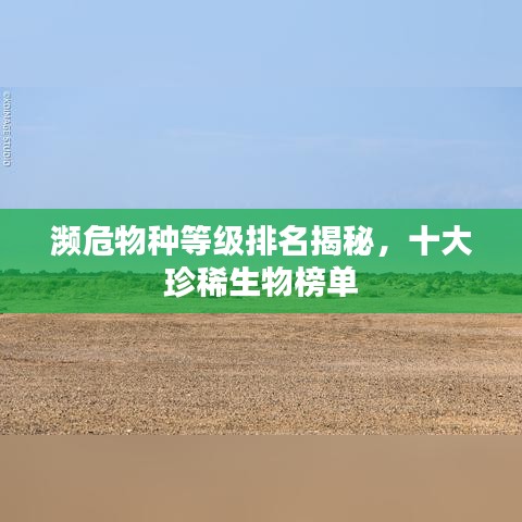 飞箭如蝗