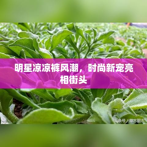 明星凉凉裤风潮，时尚新宠亮相街头